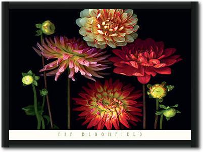 Dahlia Garden                    von Pip Bloomfield