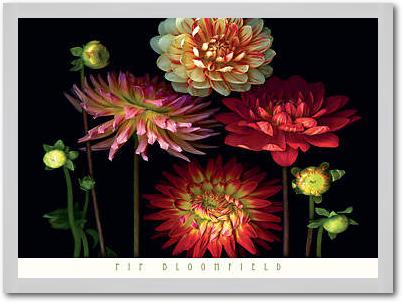 Dahlia Garden                    von Pip Bloomfield