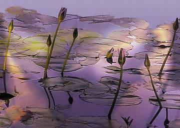 Lotus                            von Susan Harris