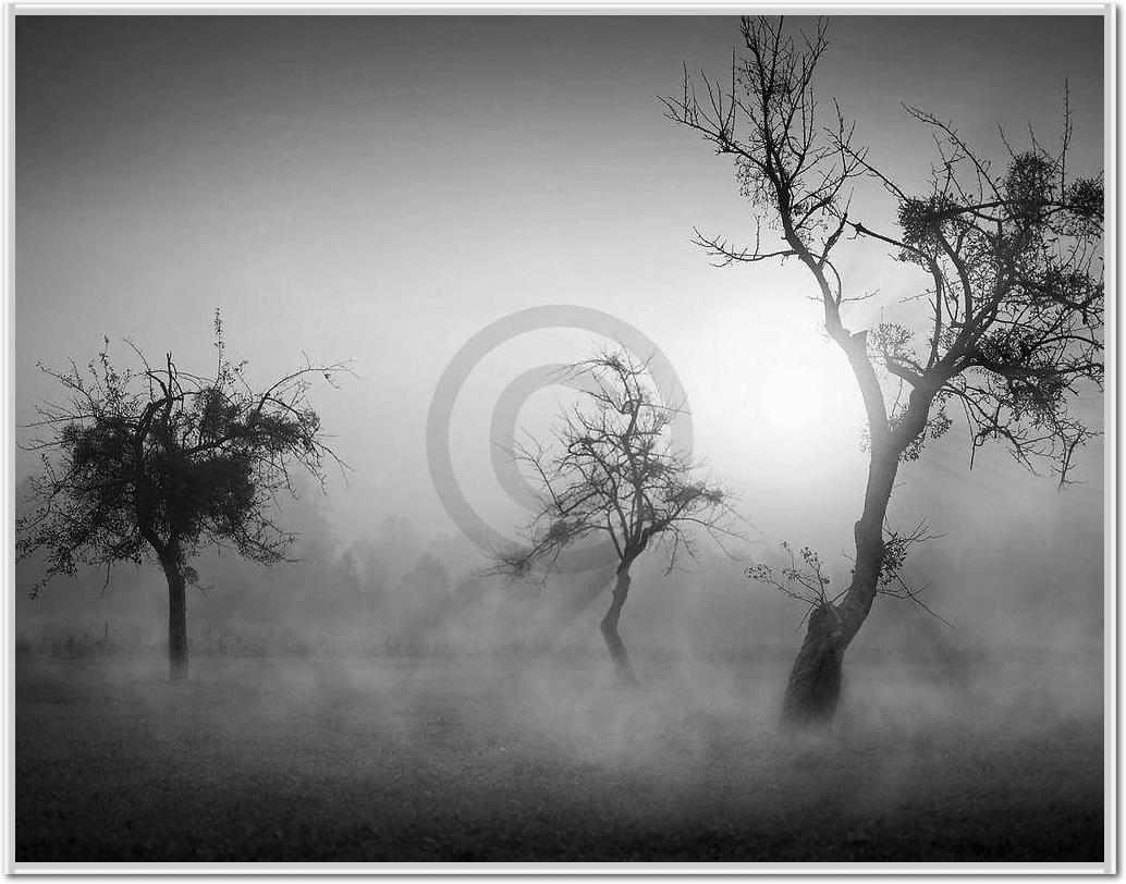 Bäume im Nebel II                von Tom Weber