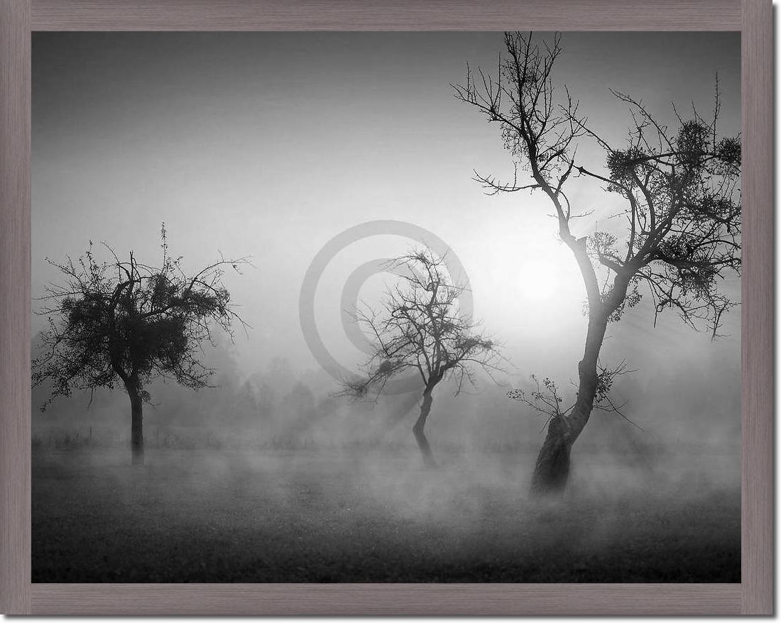 Bäume im Nebel II                von Tom Weber