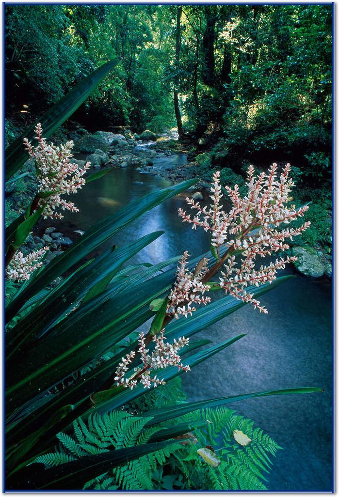 Canungra Creek                   von Thomas Marent