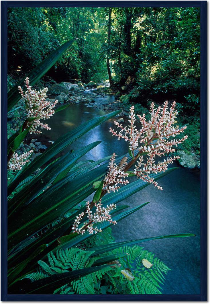 Canungra Creek                   von Thomas Marent