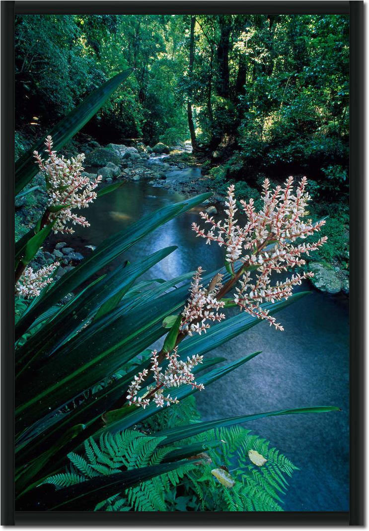 Canungra Creek                   von Thomas Marent