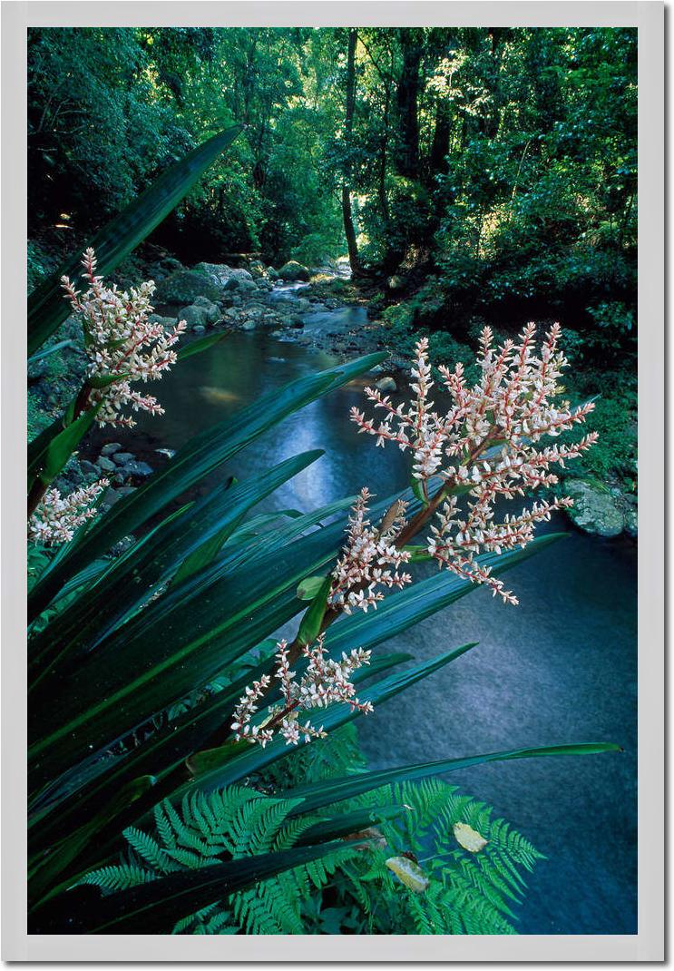 Canungra Creek                   von Thomas Marent