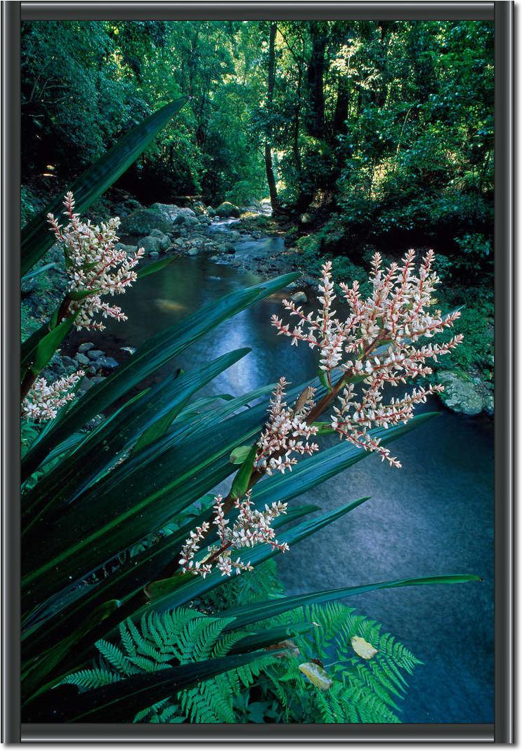 Canungra Creek                   von Thomas Marent