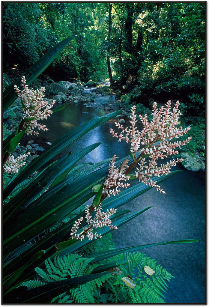 Canungra Creek                   von Thomas Marent