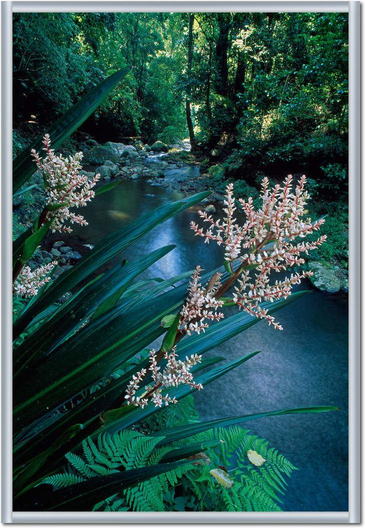 Canungra Creek                   von Thomas Marent