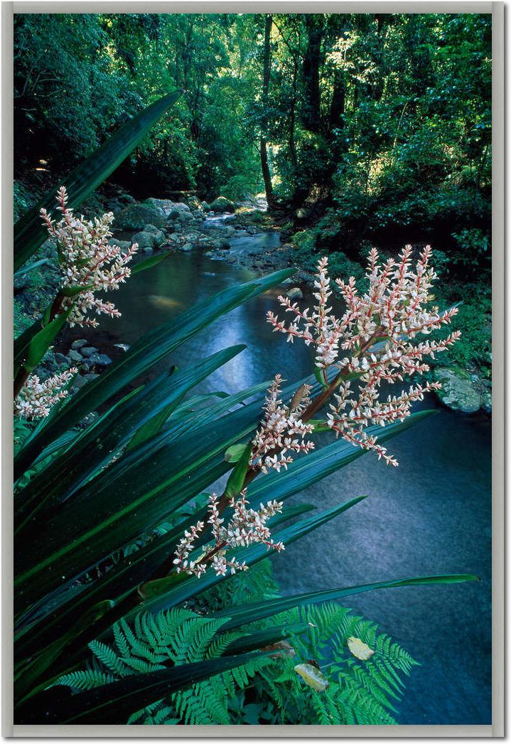 Canungra Creek                   von Thomas Marent