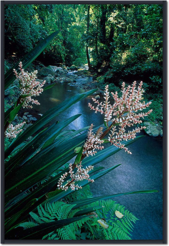 Canungra Creek                   von Thomas Marent