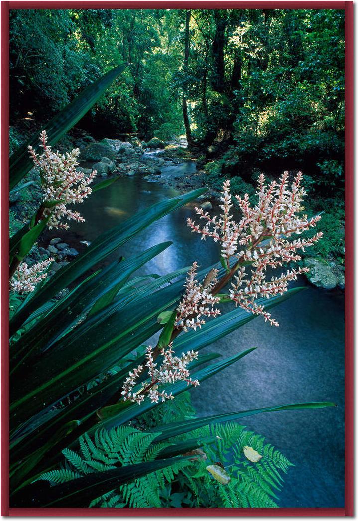 Canungra Creek                   von Thomas Marent