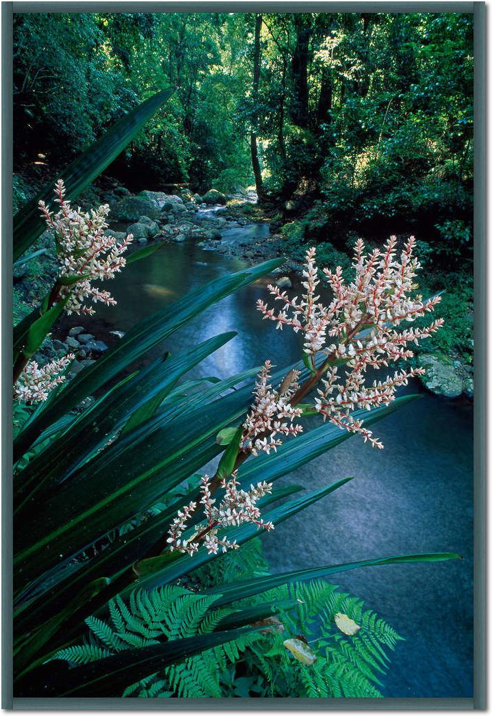 Canungra Creek                   von Thomas Marent