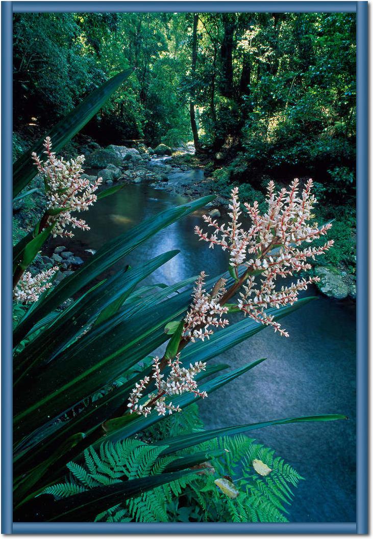 Canungra Creek                   von Thomas Marent