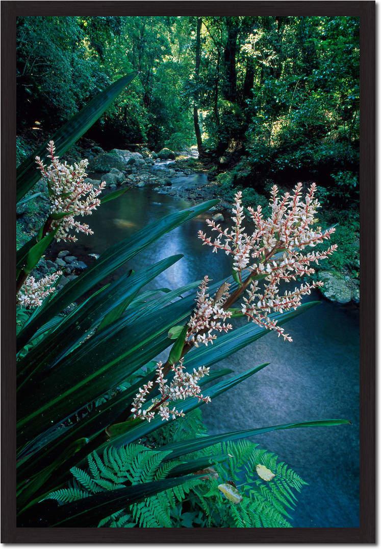 Canungra Creek                   von Thomas Marent