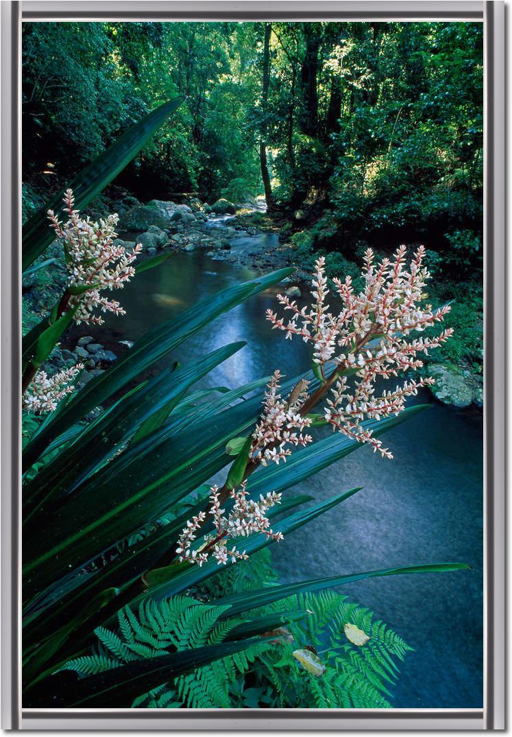 Canungra Creek                   von Thomas Marent