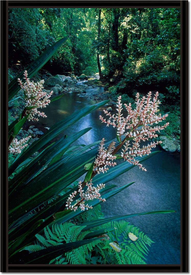 Canungra Creek                   von Thomas Marent