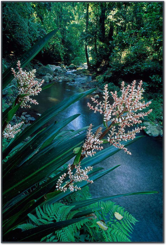 Canungra Creek                   von Thomas Marent