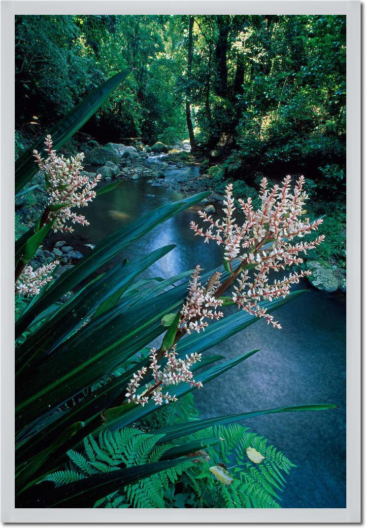 Canungra Creek                   von Thomas Marent