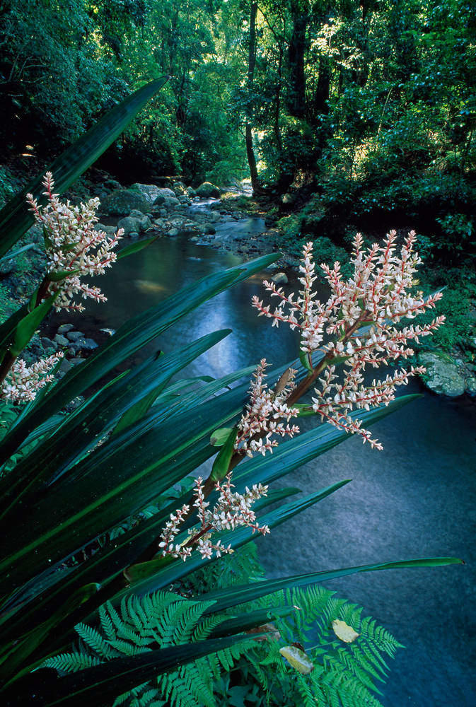 Canungra Creek                   von Thomas Marent