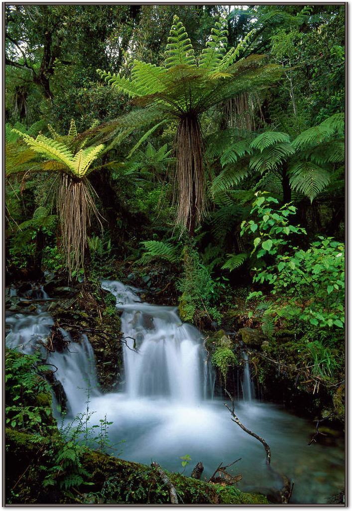 Creek with tree ferns            von Thomas Marent