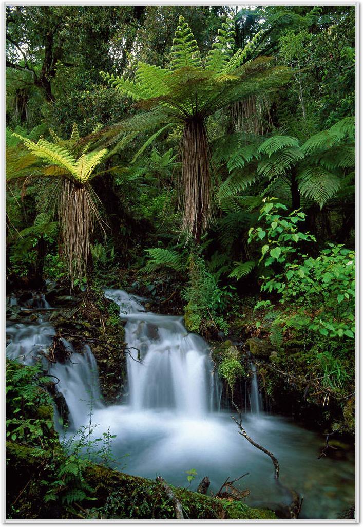 Creek with tree ferns            von Thomas Marent