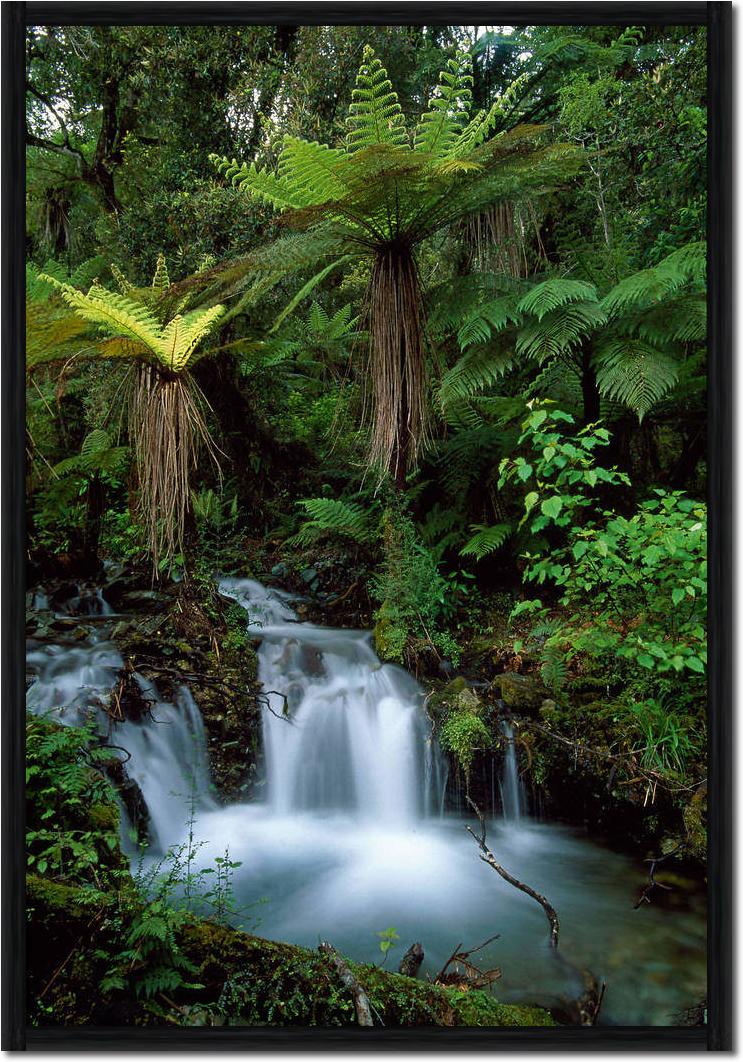 Creek with tree ferns            von Thomas Marent