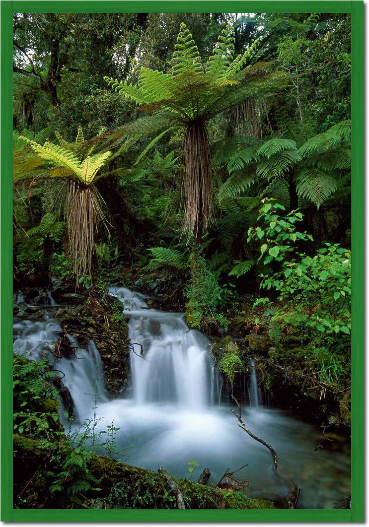 Creek with tree ferns            von Thomas Marent