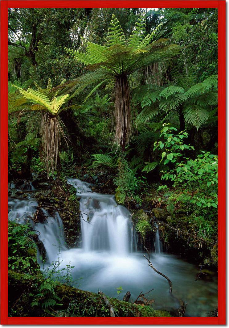 Creek with tree ferns            von Thomas Marent