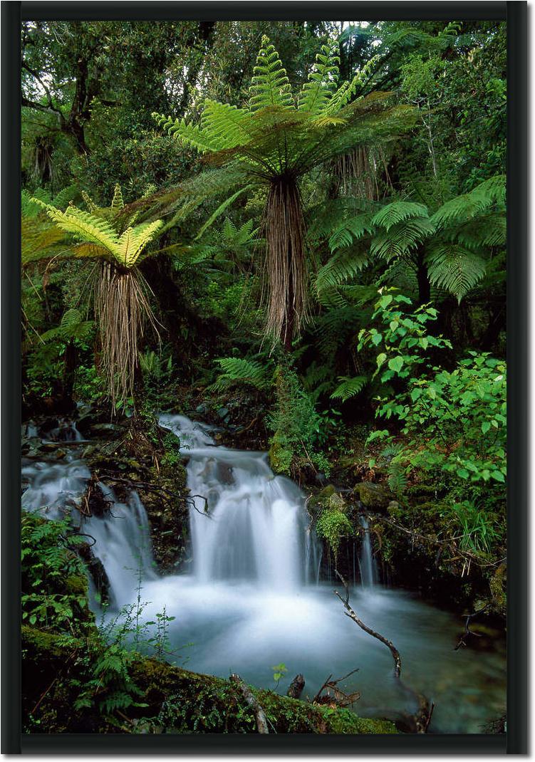 Creek with tree ferns            von Thomas Marent