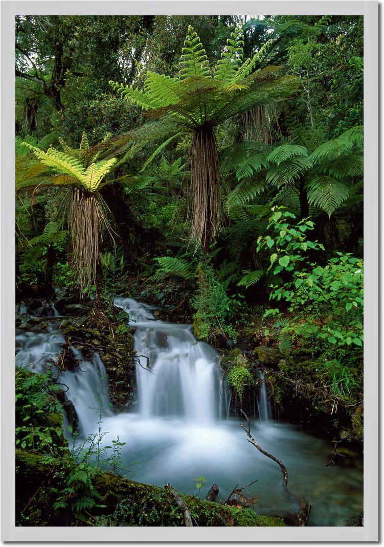 Creek with tree ferns            von Thomas Marent