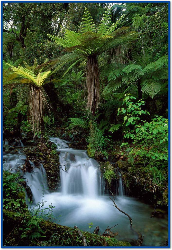 Creek with tree ferns            von Thomas Marent