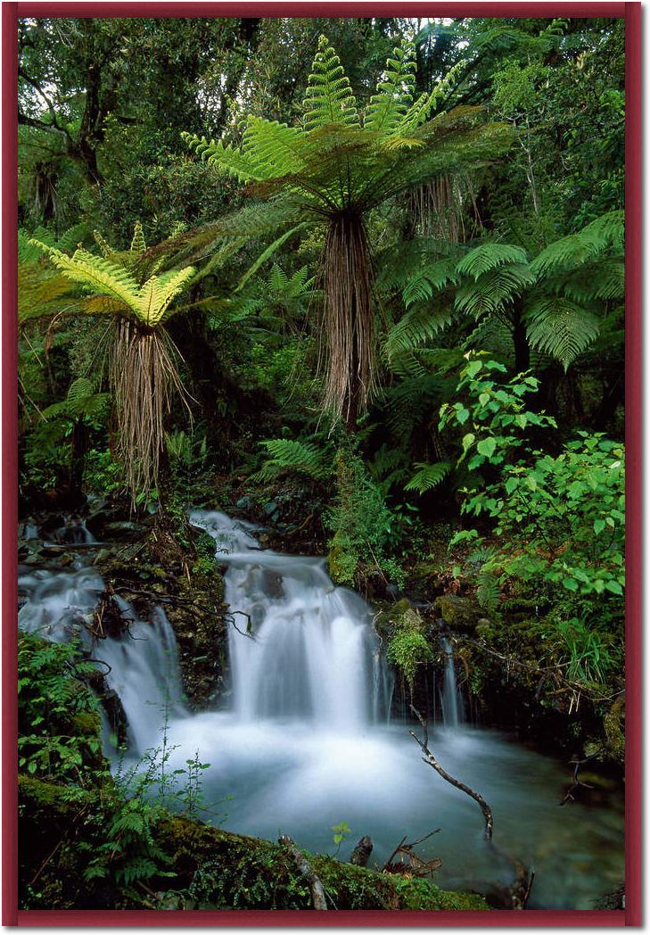 Creek with tree ferns            von Thomas Marent