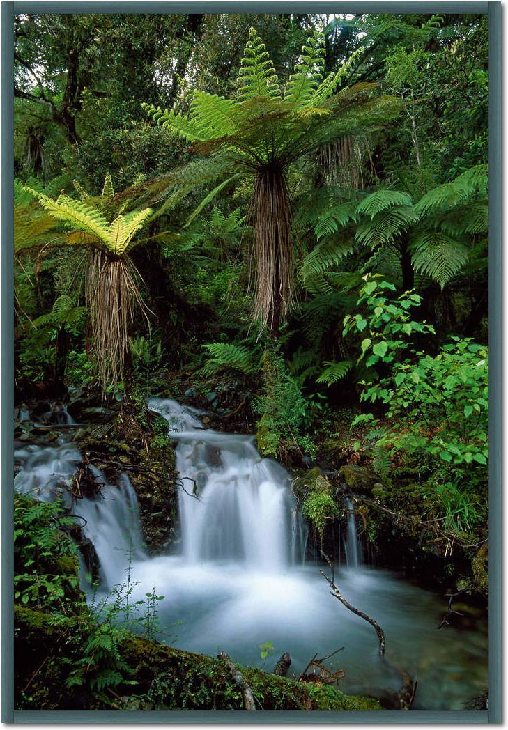 Creek with tree ferns            von Thomas Marent