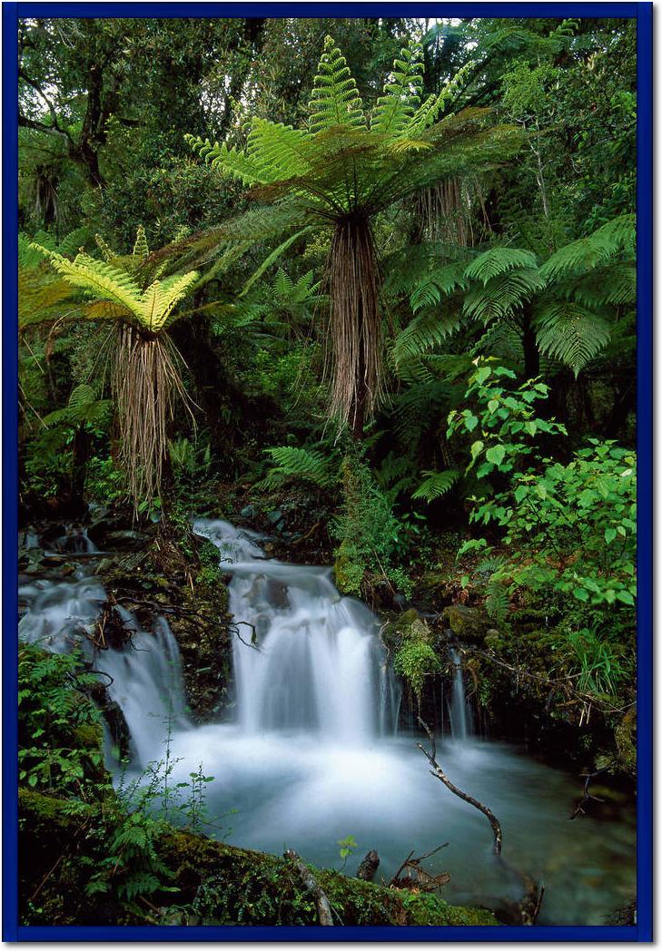 Creek with tree ferns            von Thomas Marent