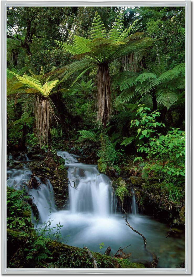 Creek with tree ferns            von Thomas Marent