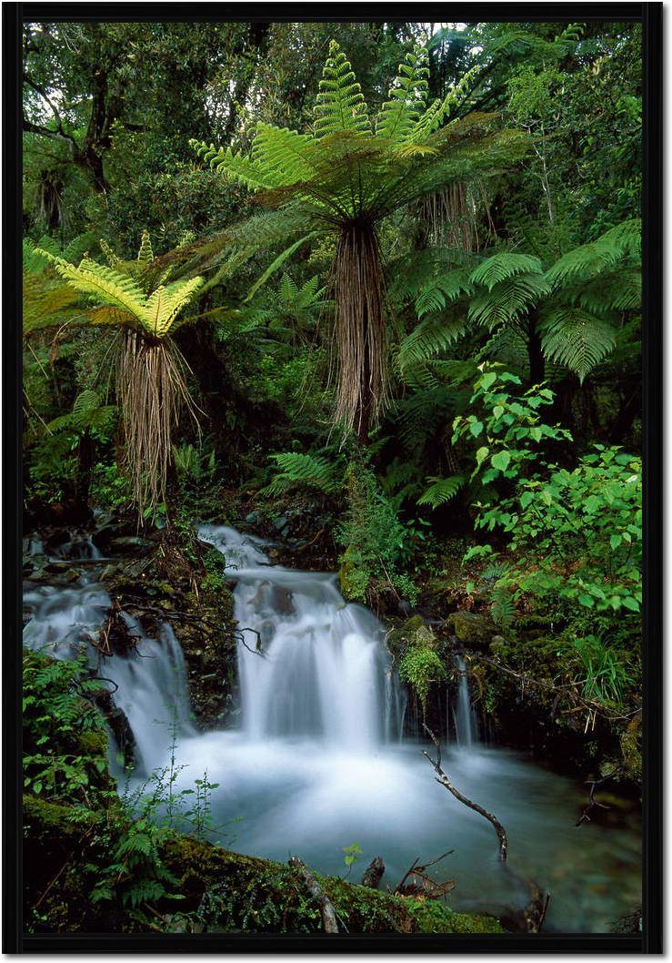 Creek with tree ferns            von Thomas Marent