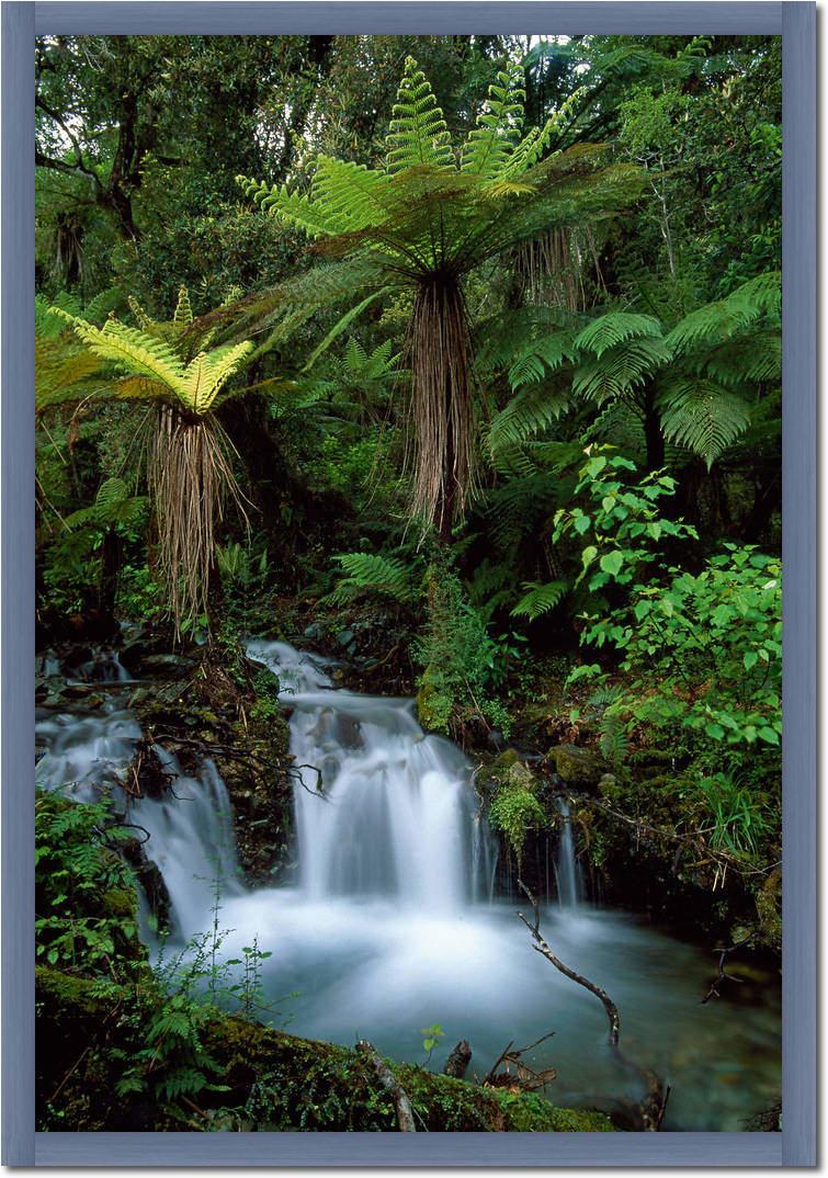 Creek with tree ferns            von Thomas Marent