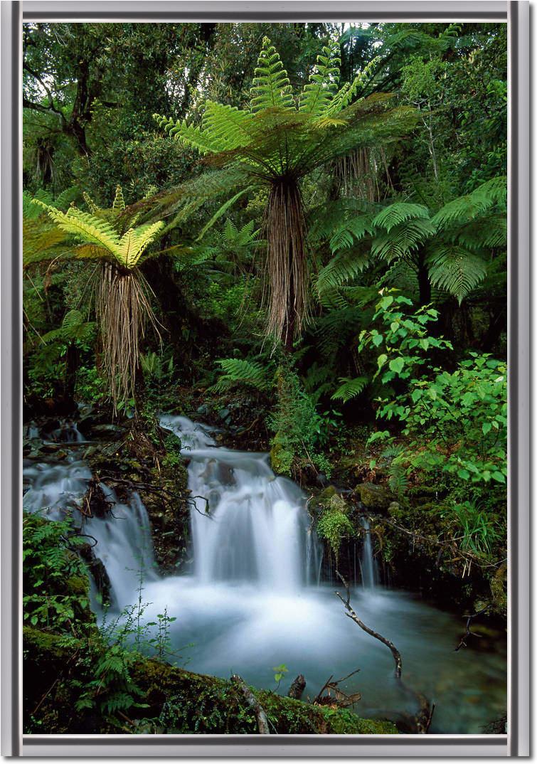 Creek with tree ferns            von Thomas Marent