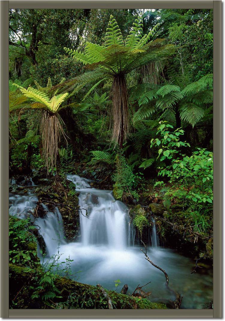 Creek with tree ferns            von Thomas Marent