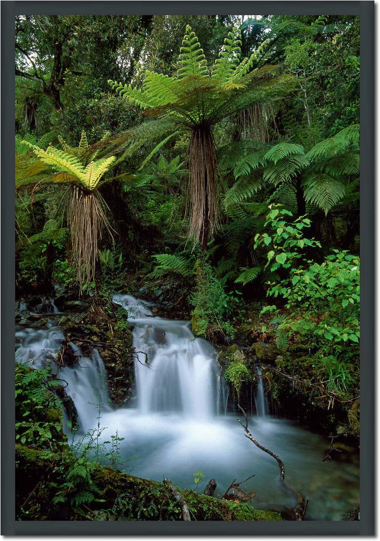 Creek with tree ferns            von Thomas Marent