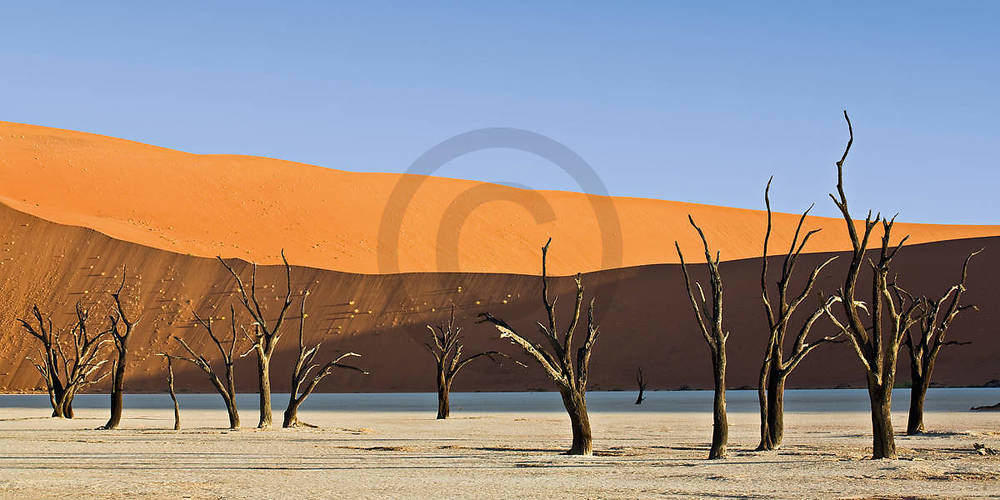 Dead Vlei                        von Rainer Mirau