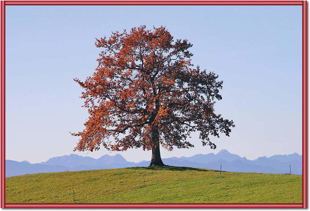 Der Baum                         von Gerhard Rossmeissl