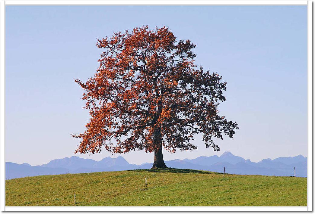 Der Baum                         von Gerhard Rossmeissl