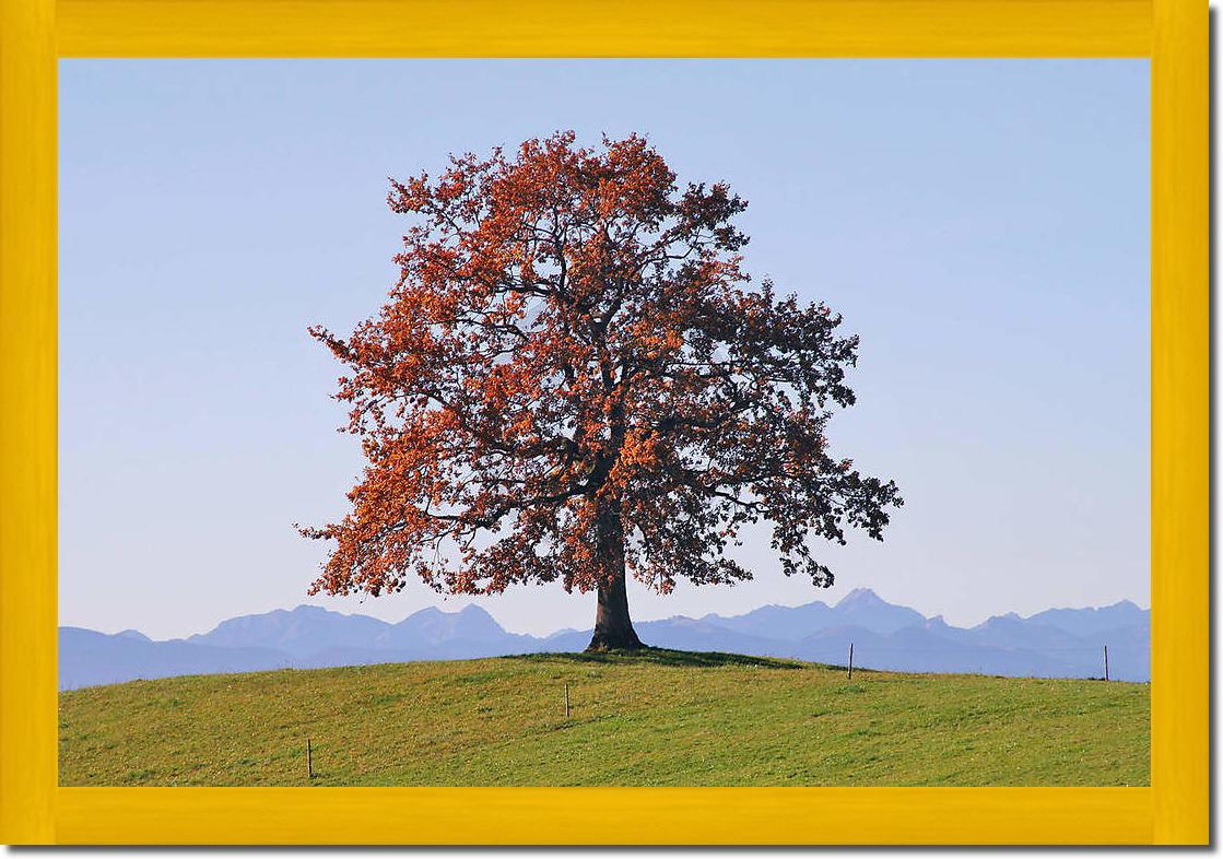 Der Baum                         von Gerhard Rossmeissl