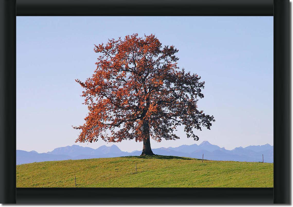 Der Baum                         von Gerhard Rossmeissl