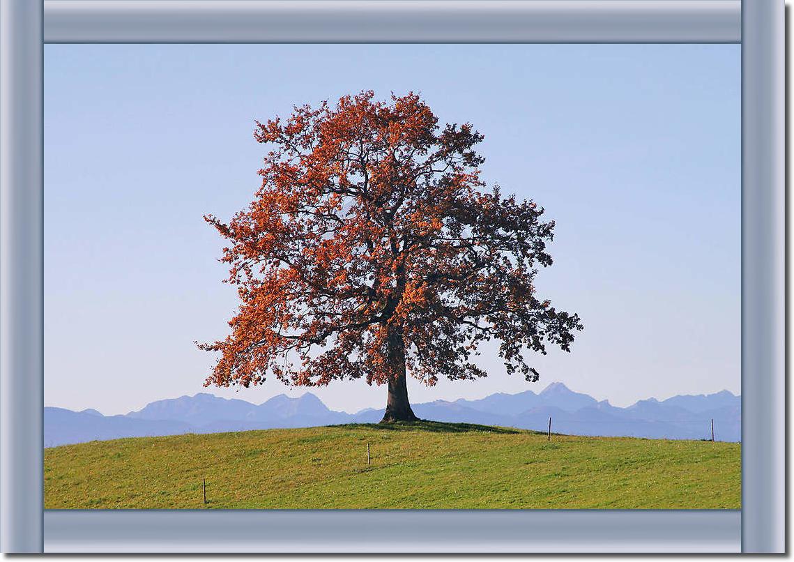 Der Baum                         von Gerhard Rossmeissl