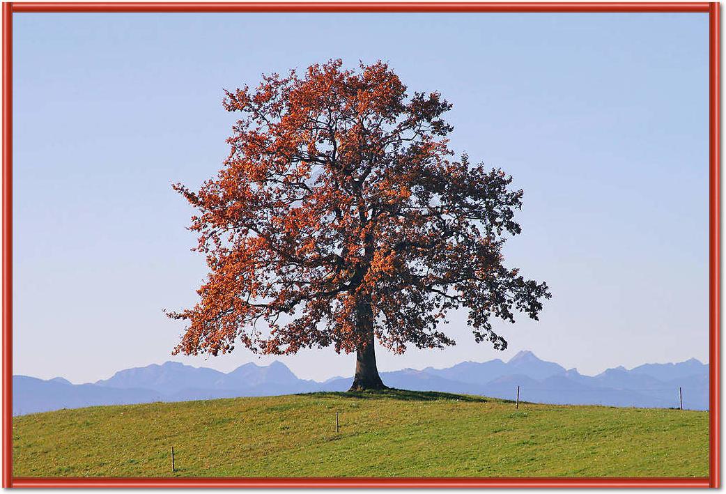 Der Baum                         von Gerhard Rossmeissl