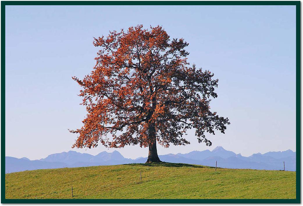 Der Baum                         von Gerhard Rossmeissl