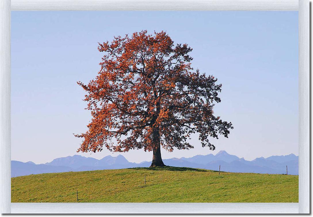 Der Baum                         von Gerhard Rossmeissl