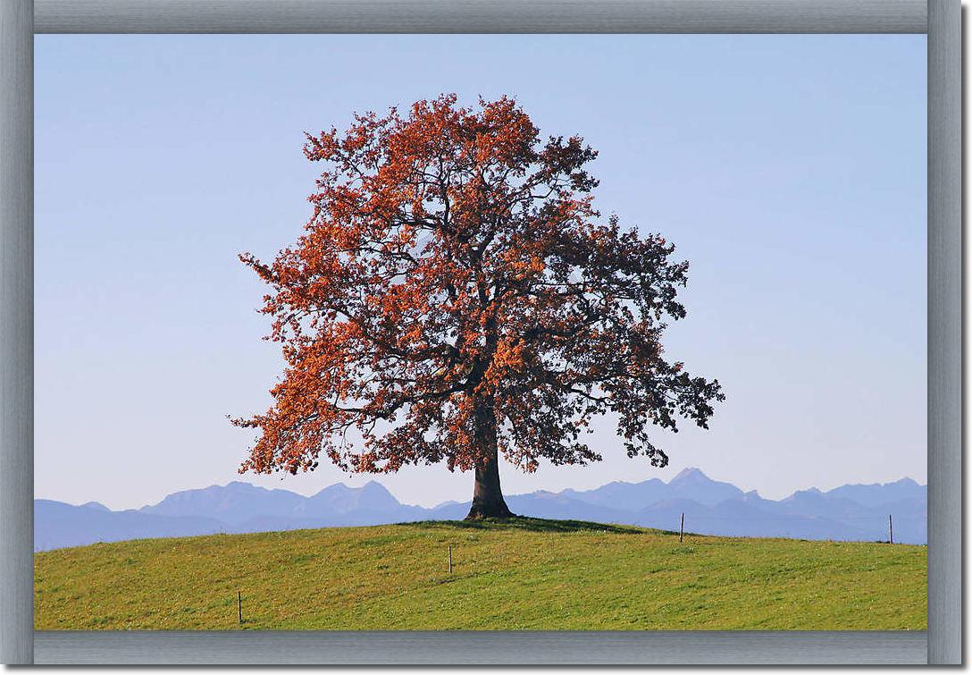 Der Baum                         von Gerhard Rossmeissl